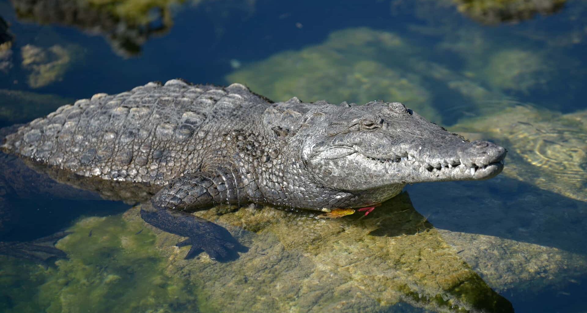 Crocodiles Love Kawasakis, Apparently