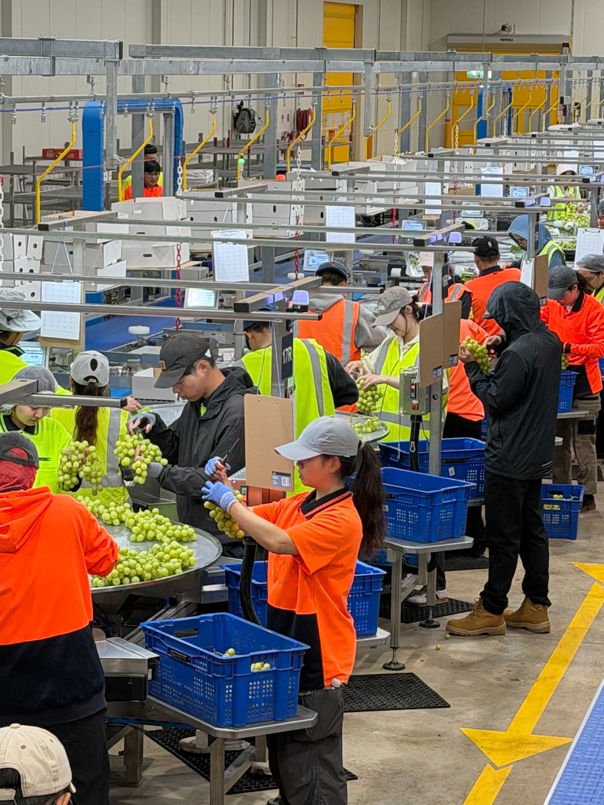 Workers pack grapes in a large shed.