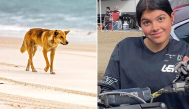 Thousands have their say after controversial dingo cull on K'gari: 'Gut-wrenching'