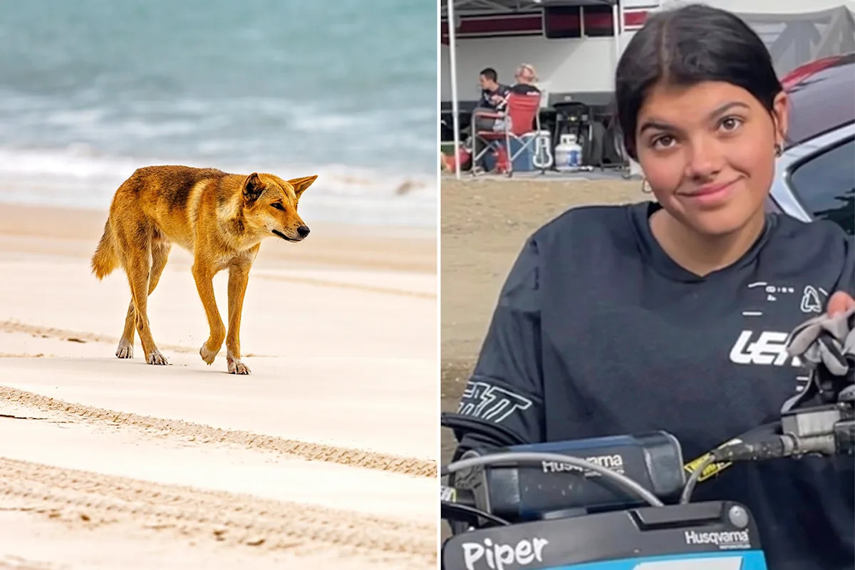 Thousands have their say after controversial dingo cull on K'gari: 'Gut-wrenching'