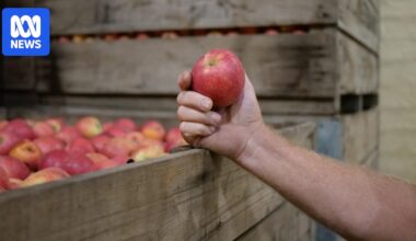 How cool rooms and cold storage work to keep fruit fresh year-round