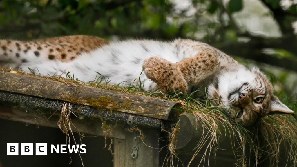 Lynx left to starve now living happy, enriched lives, says park