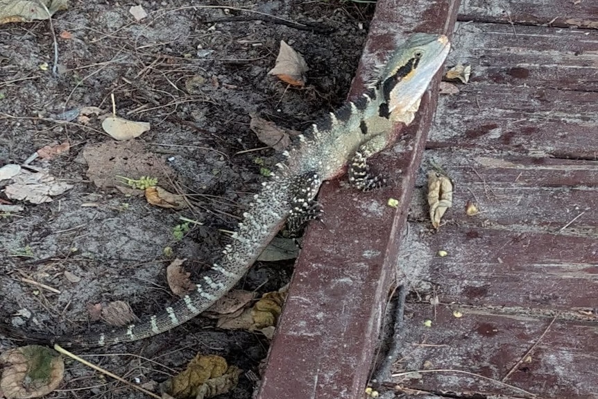 A water dragon suns itself on a wooden pathway
