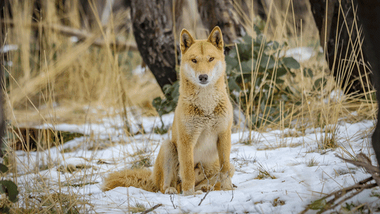 Will we learn to live with dingoes?