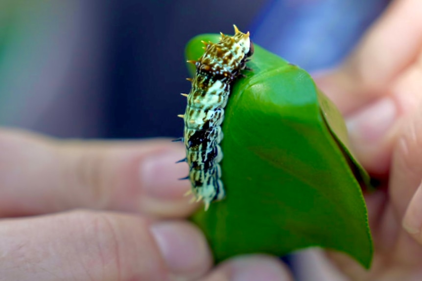 A caterpillar crawling on a leaf.