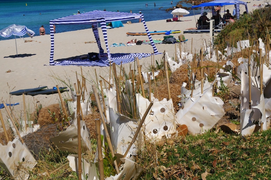 A beach cabana and new trees that have been planted on Meelup Beach dunes