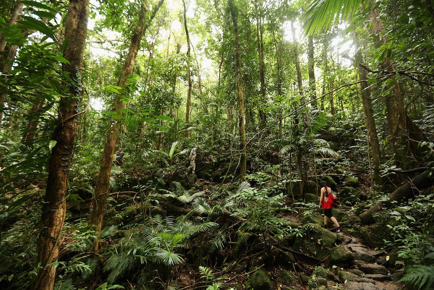 A walker walking between towering tropical rainforest trees.