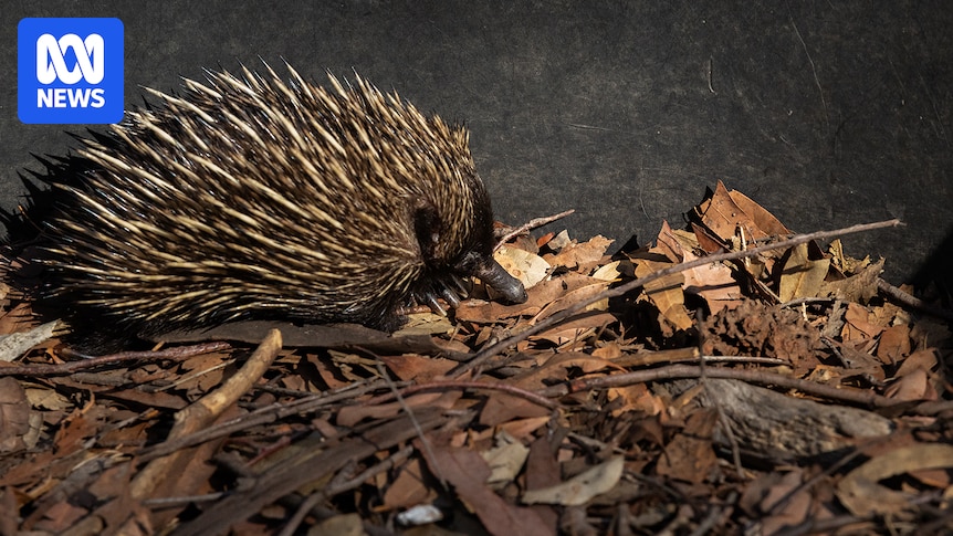 Echidna population count underway in Queensland amid urbanisation and climate change fears