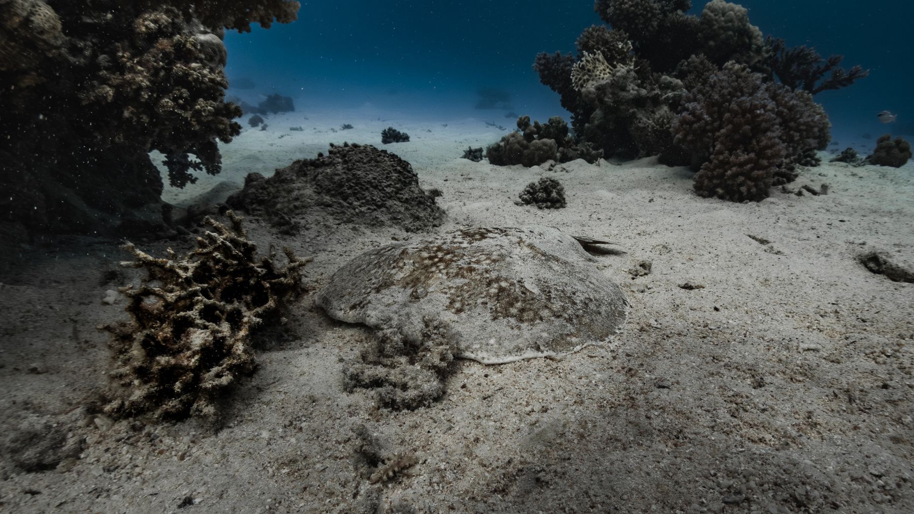 deep ocean discovery