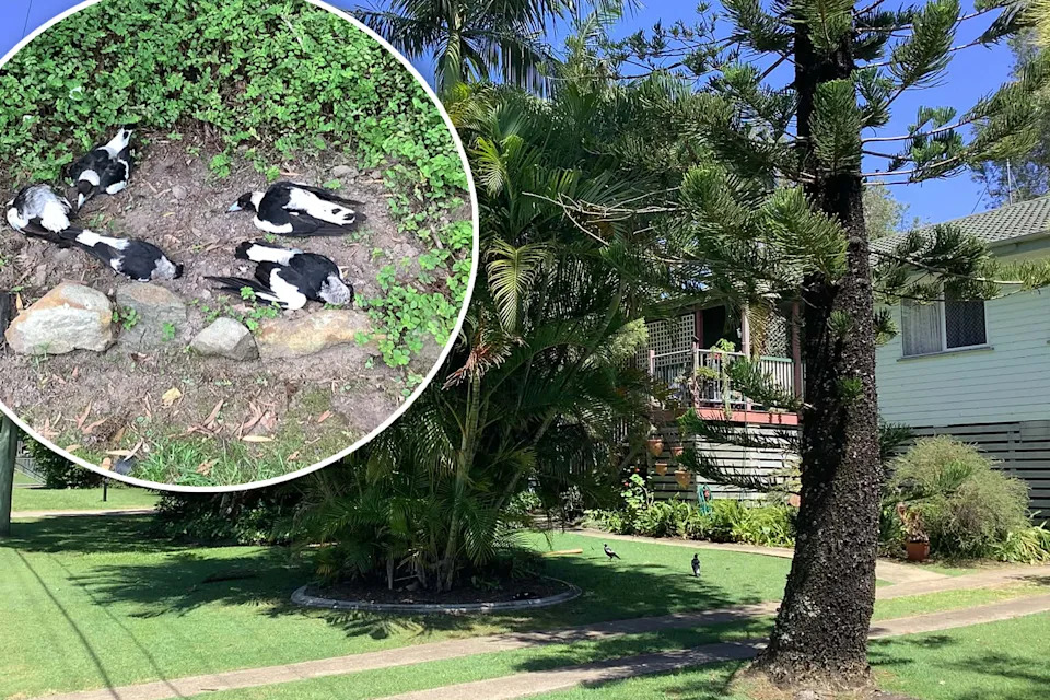 Main image shows Kylie's front yard and home in Inala, Brisbane. Inset shows five dead magpies on the ground at her property. 