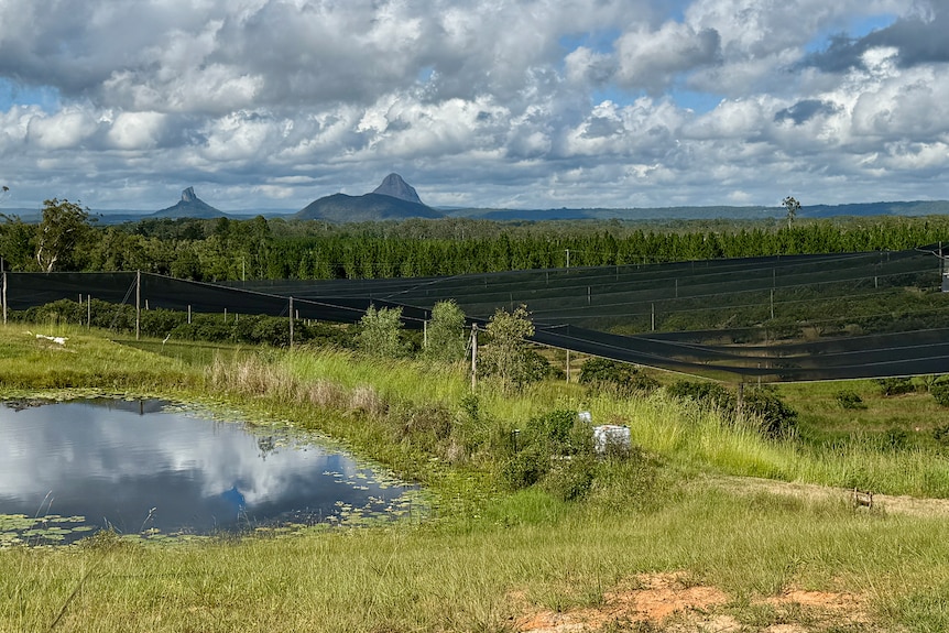 A dam, the nets over the orchard, and the Glass House Mountains in the background.