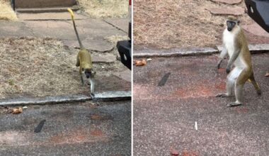 Officials still searching for several monkeys loose in north St. Louis