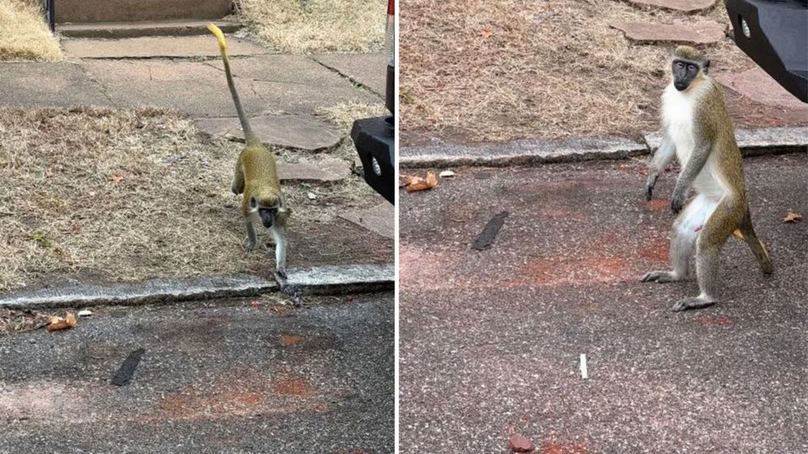Officials still searching for several monkeys loose in north St. Louis