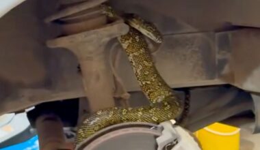Diamond Python discovered inside car tyre