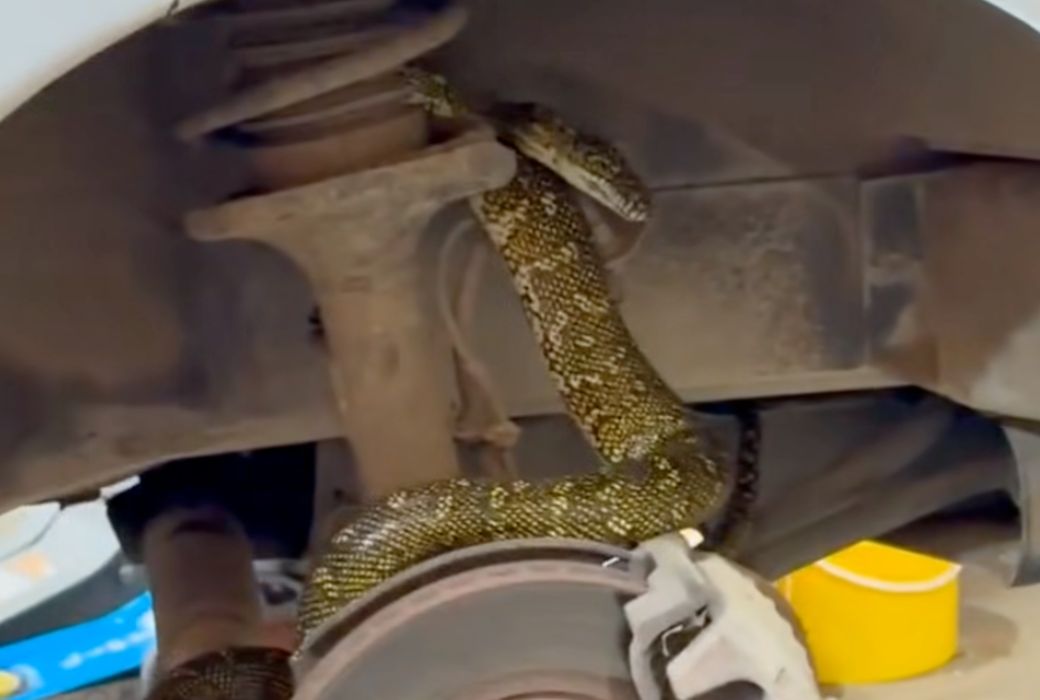 Diamond Python discovered inside car tyre