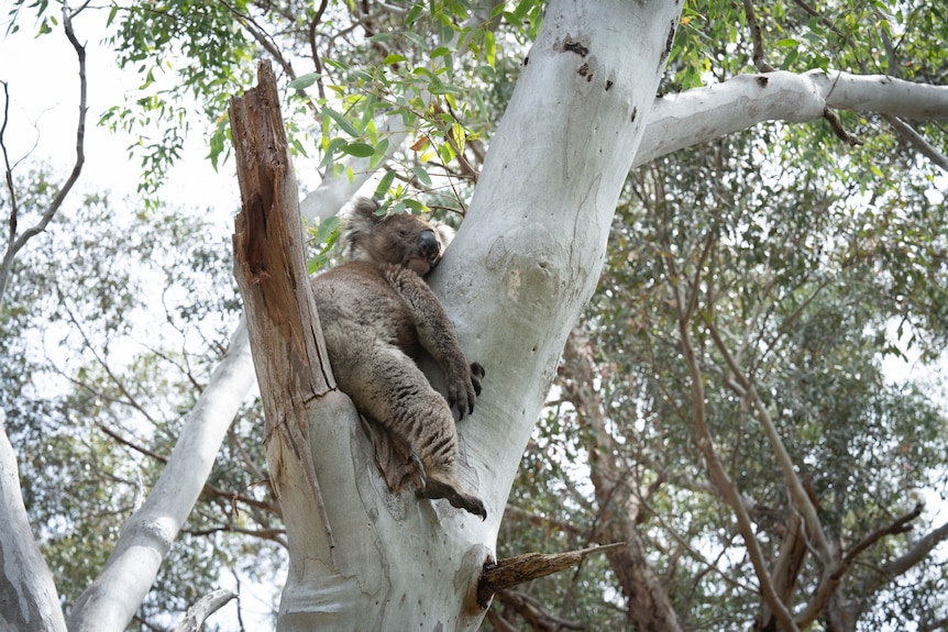Koala sitting in a gum tree