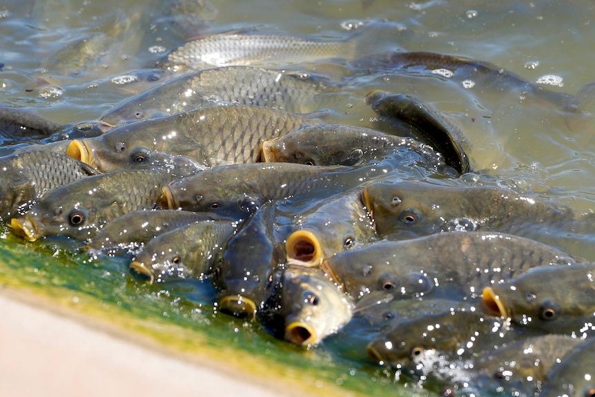 Several carp gasping for air at the end of the Pamamaroo inlet at the Menindee Lakes