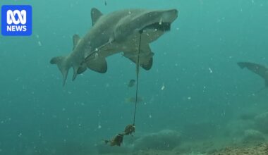 Grey nurse shark rescue - ABC News