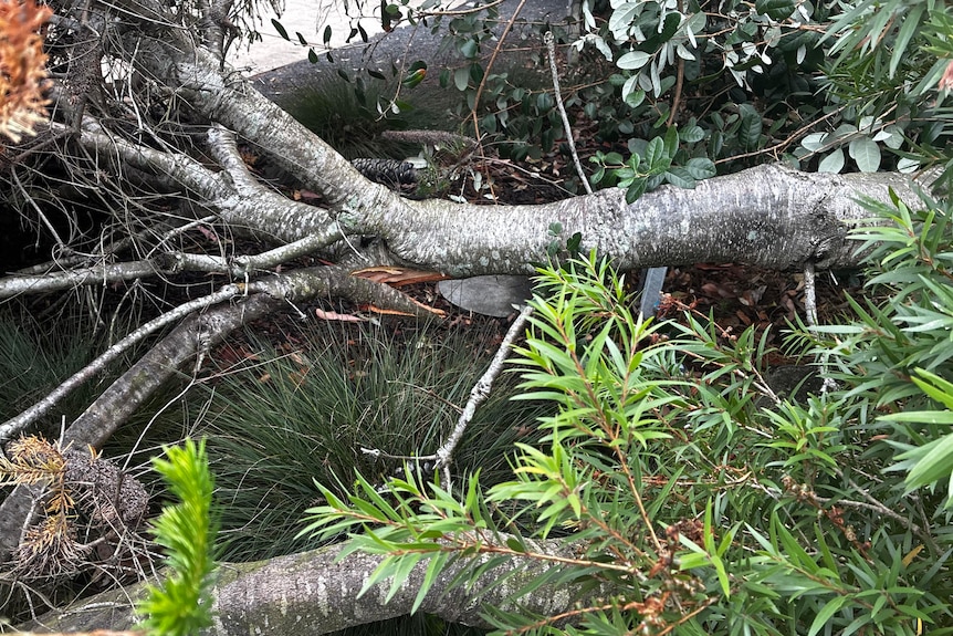 A broken tree and foliage.