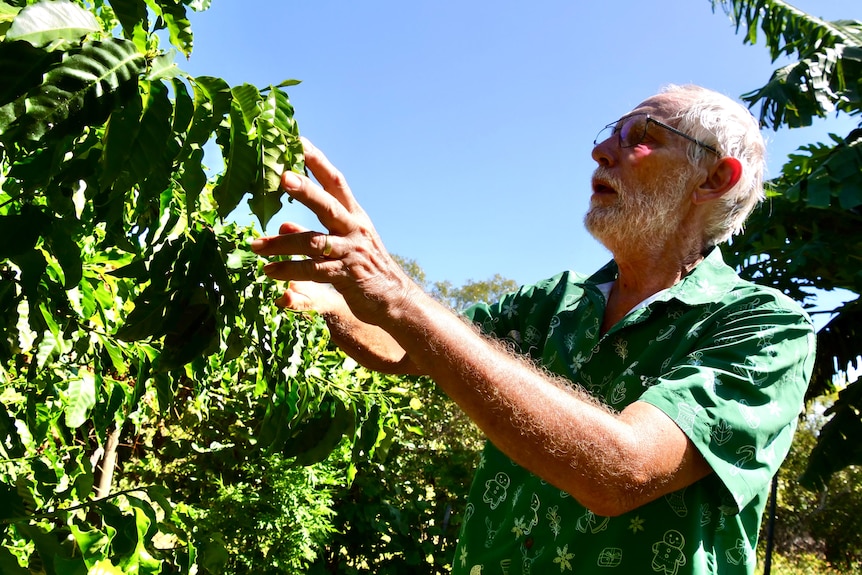 Man in the sun looking at leaves of a coffee plant.