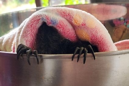 A small bat hides under a colourful towel in a silver metal bowl with just its claws poking out.