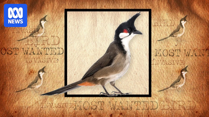 Hunt for escaped red-whiskered bulbul that has SA's fruitgrowers worried