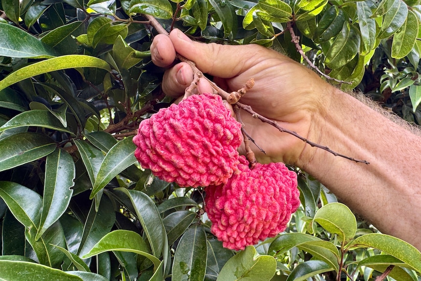 A hand holding two large red lychee fruit hanging from a tree.