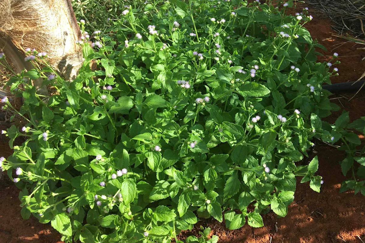 Aussies asked to urgently check gardens for 'widespread' pest 'taking over'
