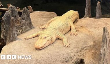 Thousands in San Francisco mourn beloved albino alligator, Claude