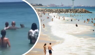 Friendly seal plays with people in adorable scenes at City Beach