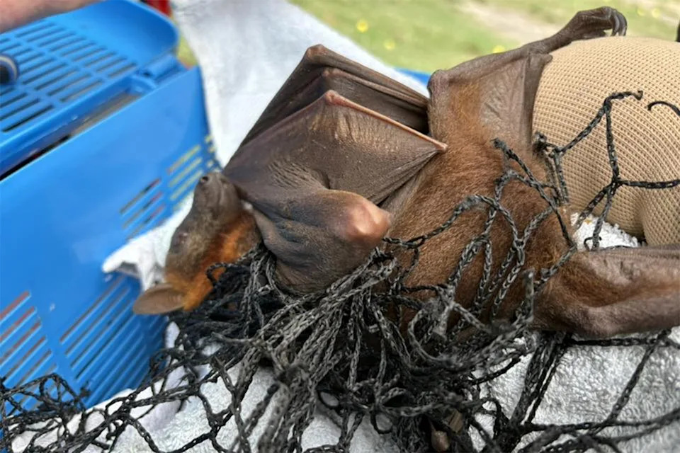 A flying fox wrapped in a net lies on its back on a towel.