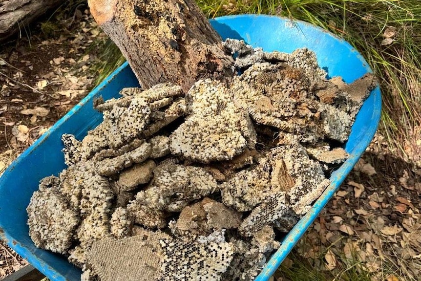 Parts of a wasp nest in a wheelbarrow