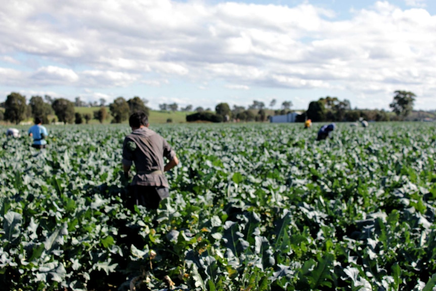 Workers in a farm full of leafy crop.