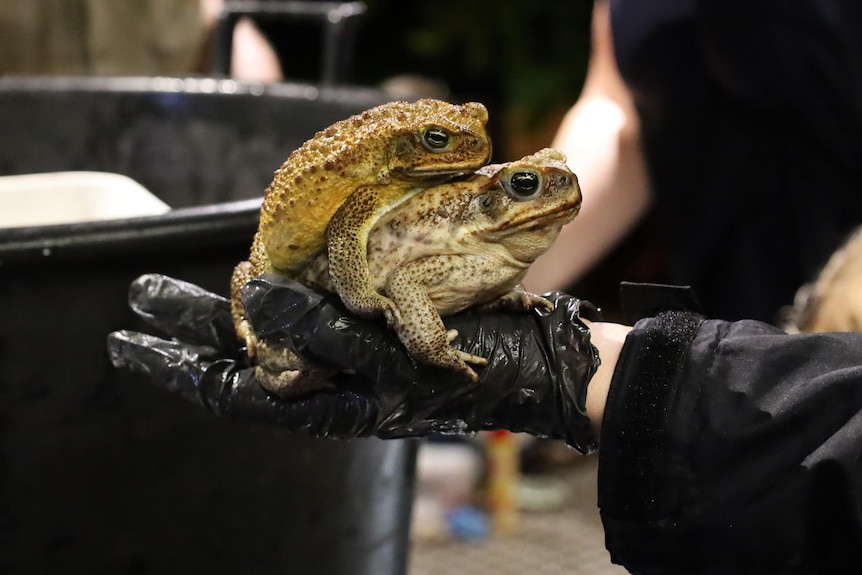 Two cane toads are held by a person wearing gloves on their hands.