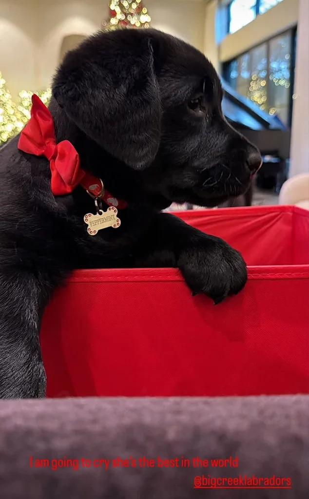 <p>A Puppy for Christmas</p>