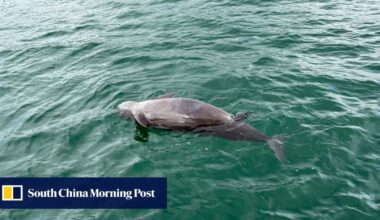 Dead porpoise with suspected stillborn calf found in Hong Kong waters