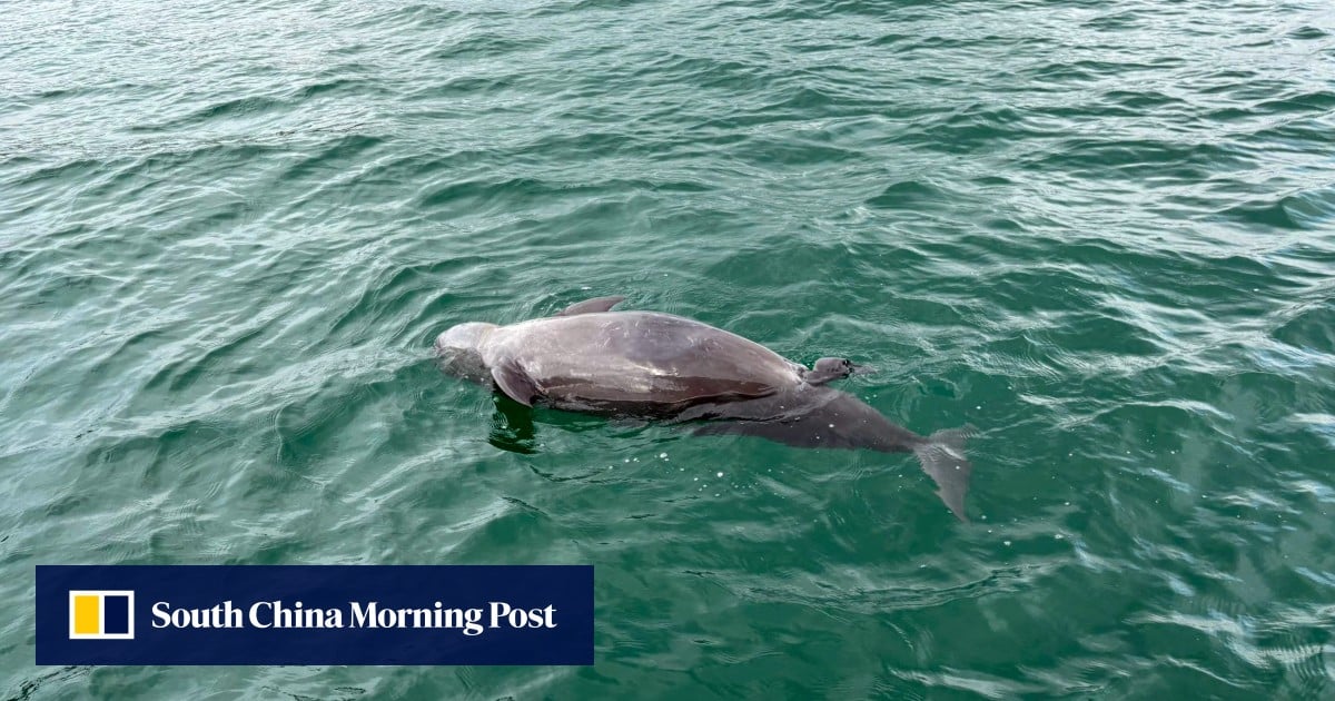 Dead porpoise with suspected stillborn calf found in Hong Kong waters