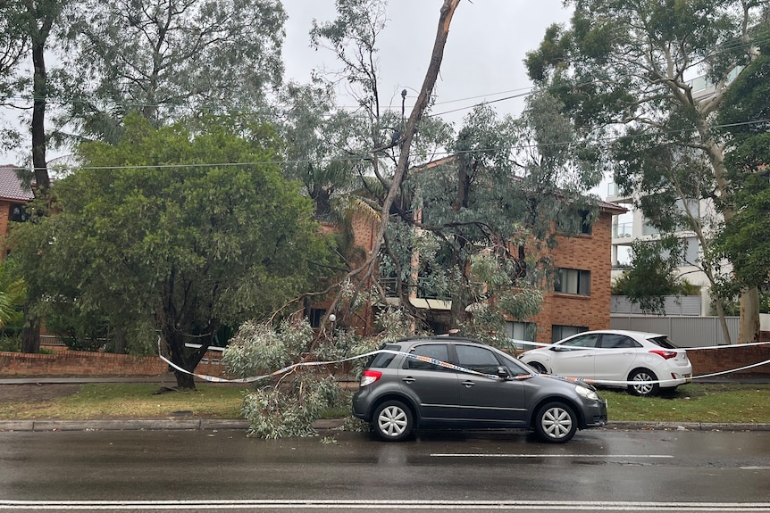 Tree down at Miranda