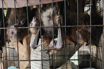 Four small orange grey bats hand upside down in a black wire cage looking towards the camera.