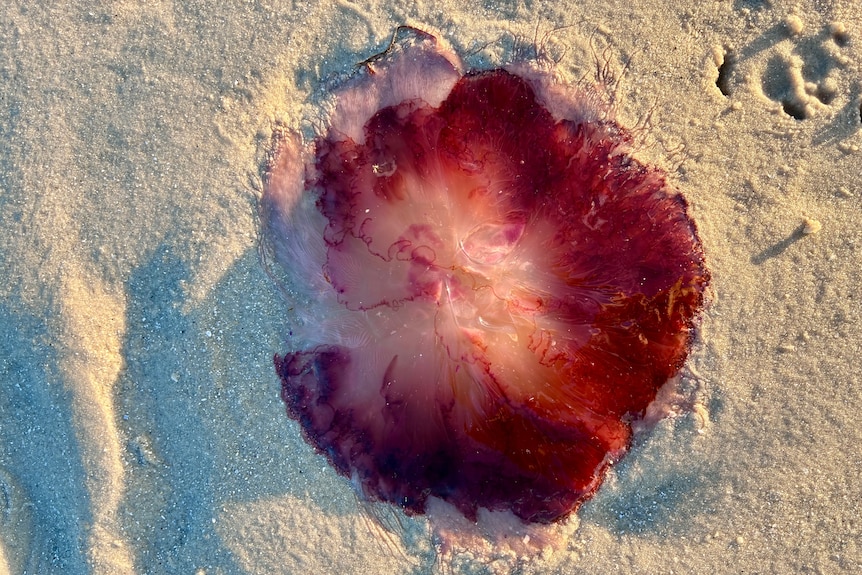 A red jellyfish on the shore.