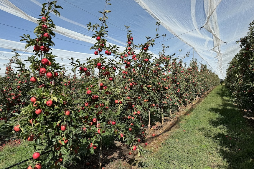 Red apples growing on green leafy trees with netting above the trees. 