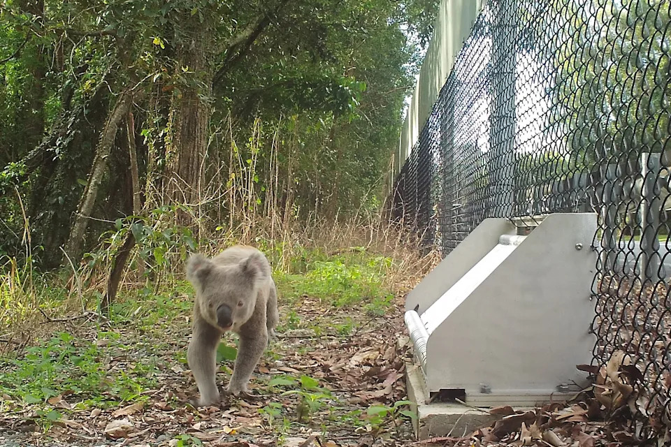 A koala walking by a hatch at a City of Moreton Bay roadside.