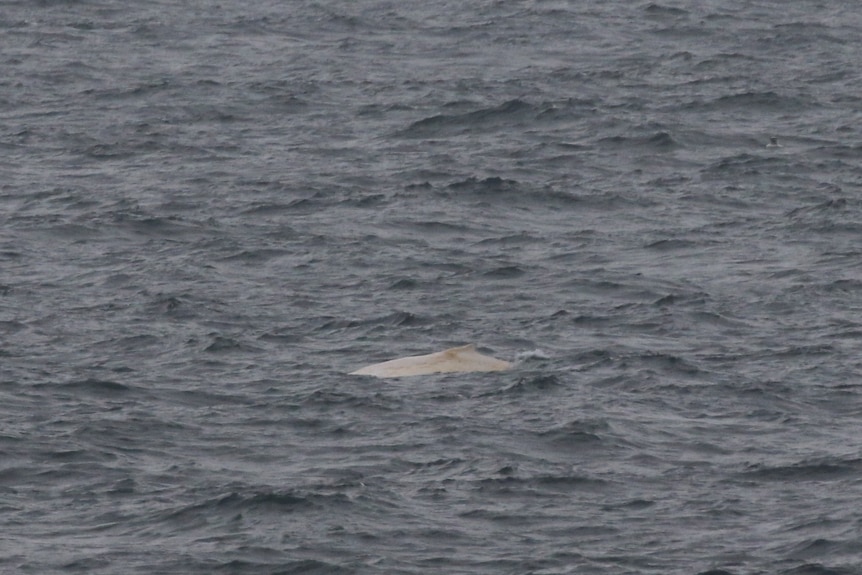The tail of a white whale reported to ORRCA.