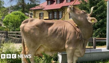 Cow astonishes scientists with rare tool use