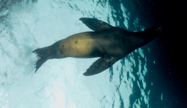 Elusive Antarctic Species Caught On Camera Underwater For The First Time