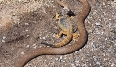 Subscribe to The Advertiser for exclusive stories