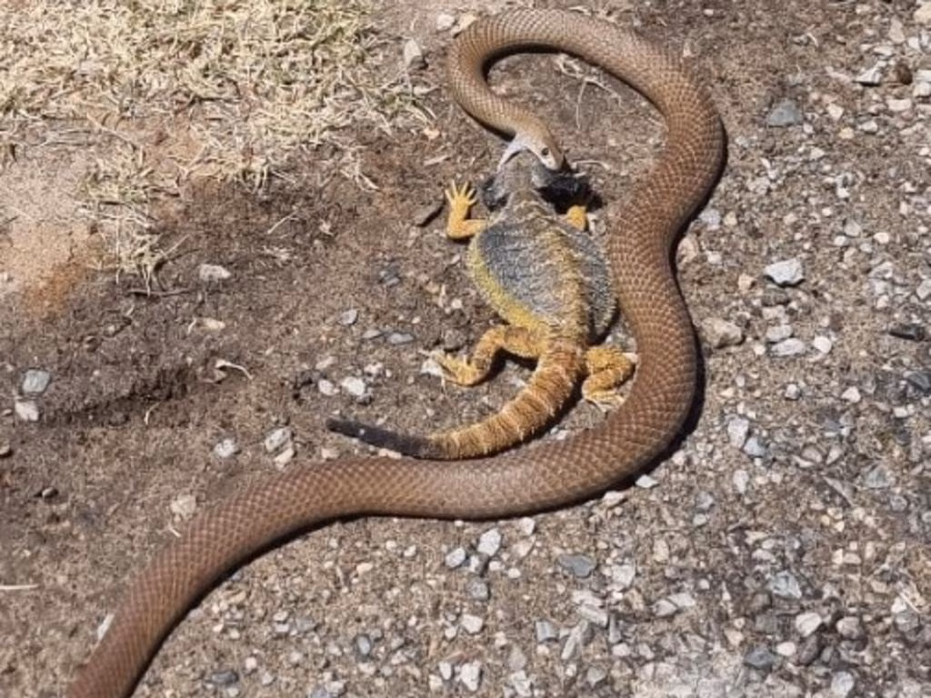 Subscribe to The Advertiser for exclusive stories