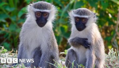 Monkeys on the loose in St Louis, Missouri after four-day search