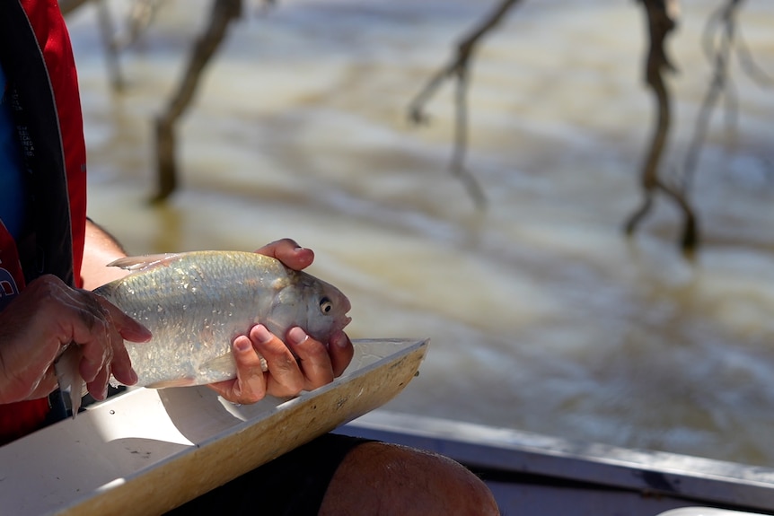 A bony herring in the hands of a NSW DPIRD Fisheries employee at the Menindee Lakes