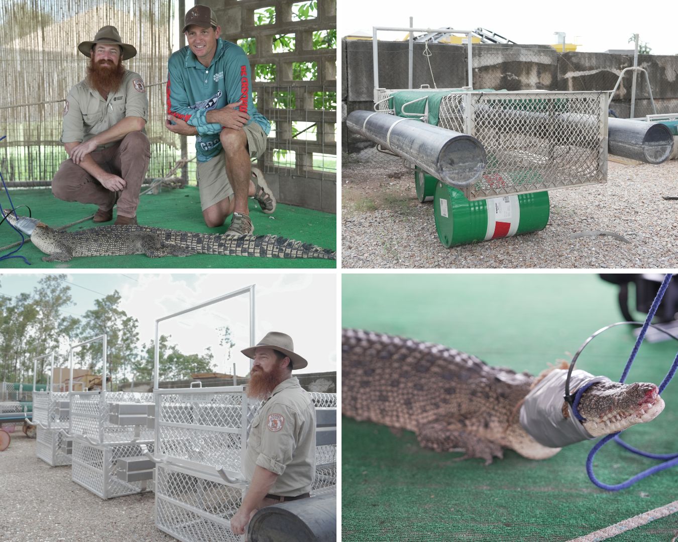 A collage shows rangers with a small crocodile and some of the croc traps they have been using.